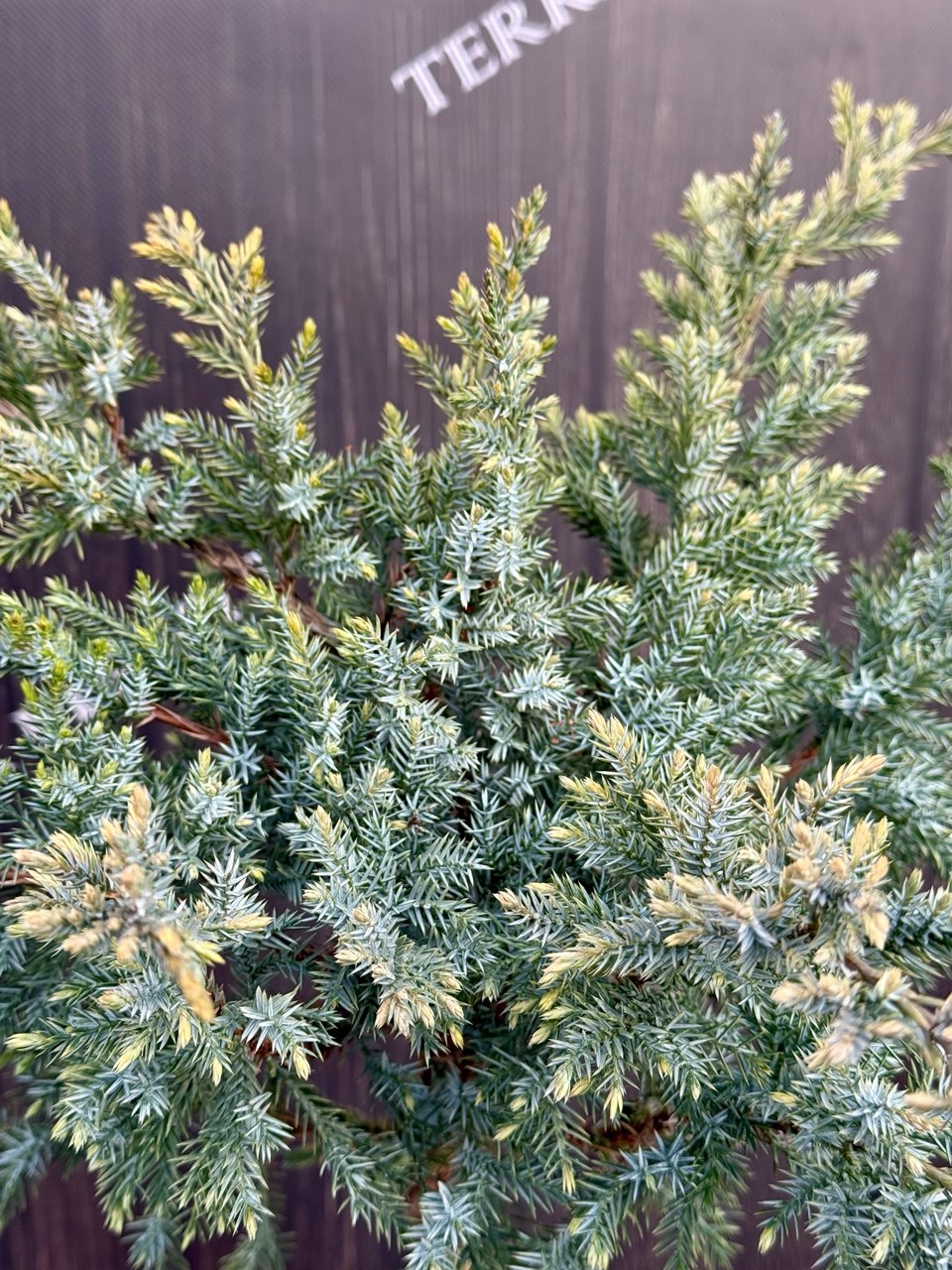 ялівець Dream Joy 3