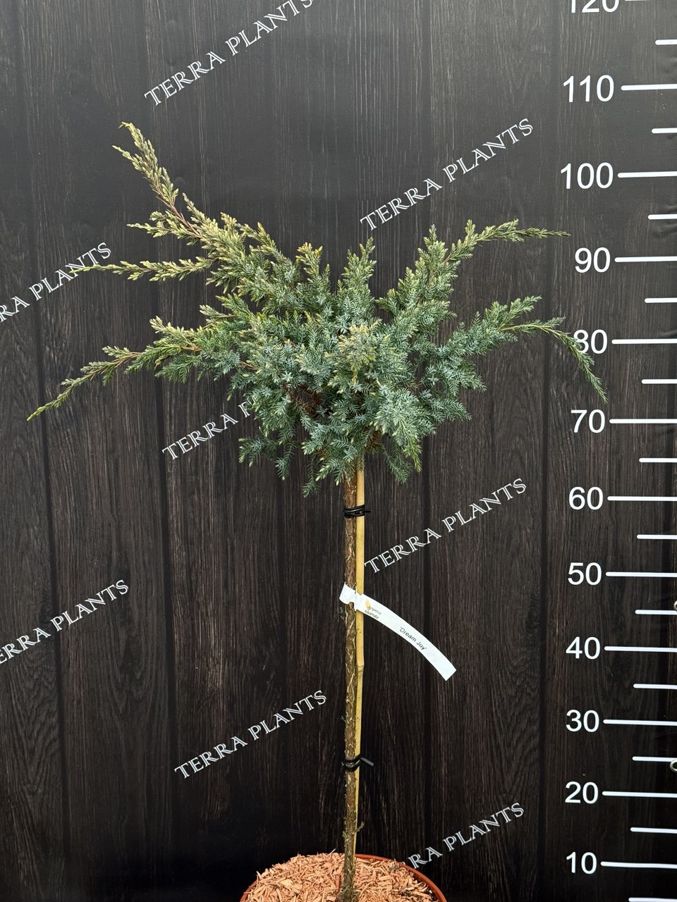 ялівець Dream Joy основна