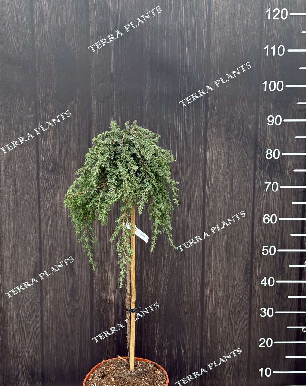 ялівець greenmantle