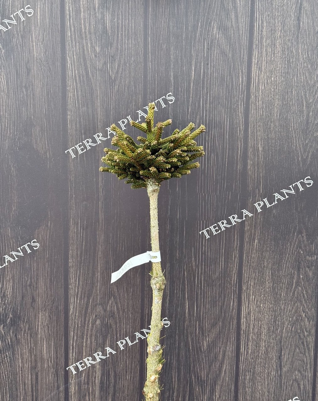 Ялина Leden.jpg1