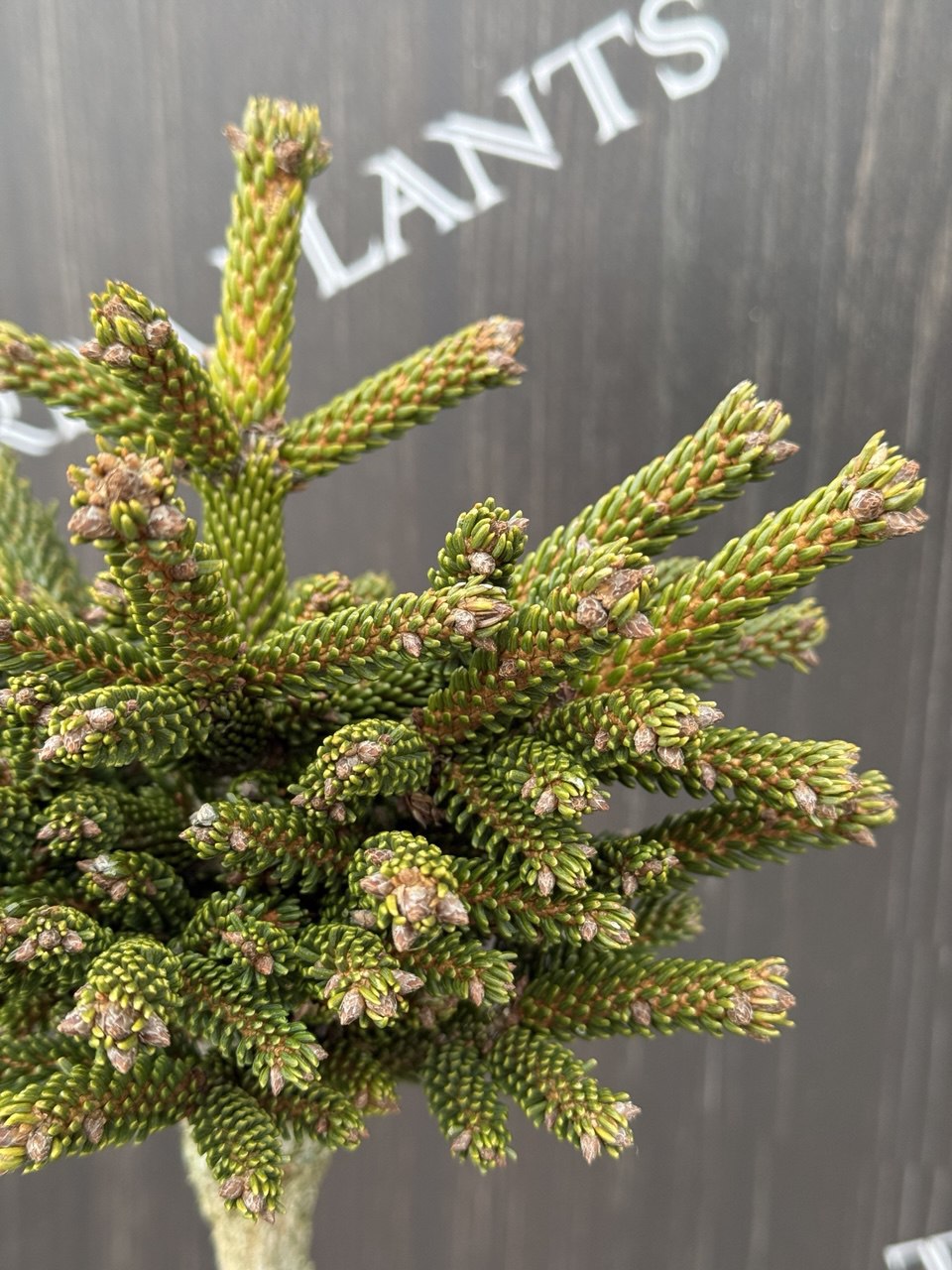 Ялина Leden.jpg3