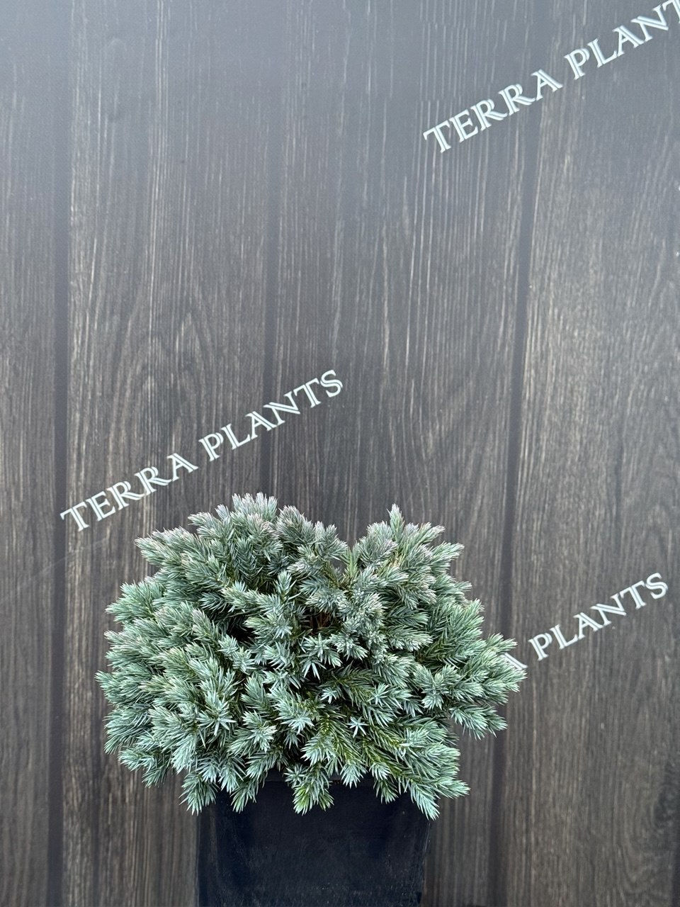 Ялівець Blue star