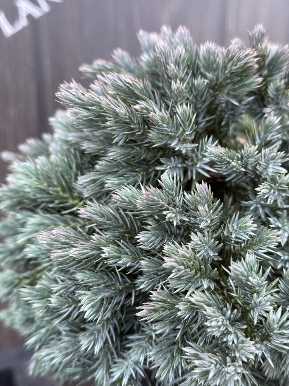 Ялівець Blue star.jpg1