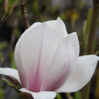 магнолія Суланжа.png1
