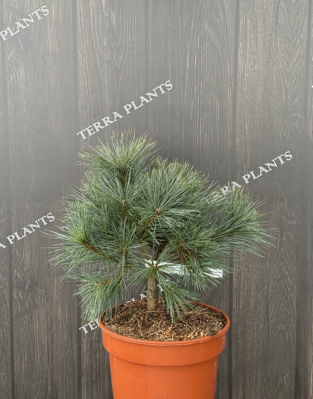 сосна Bergmams Mini