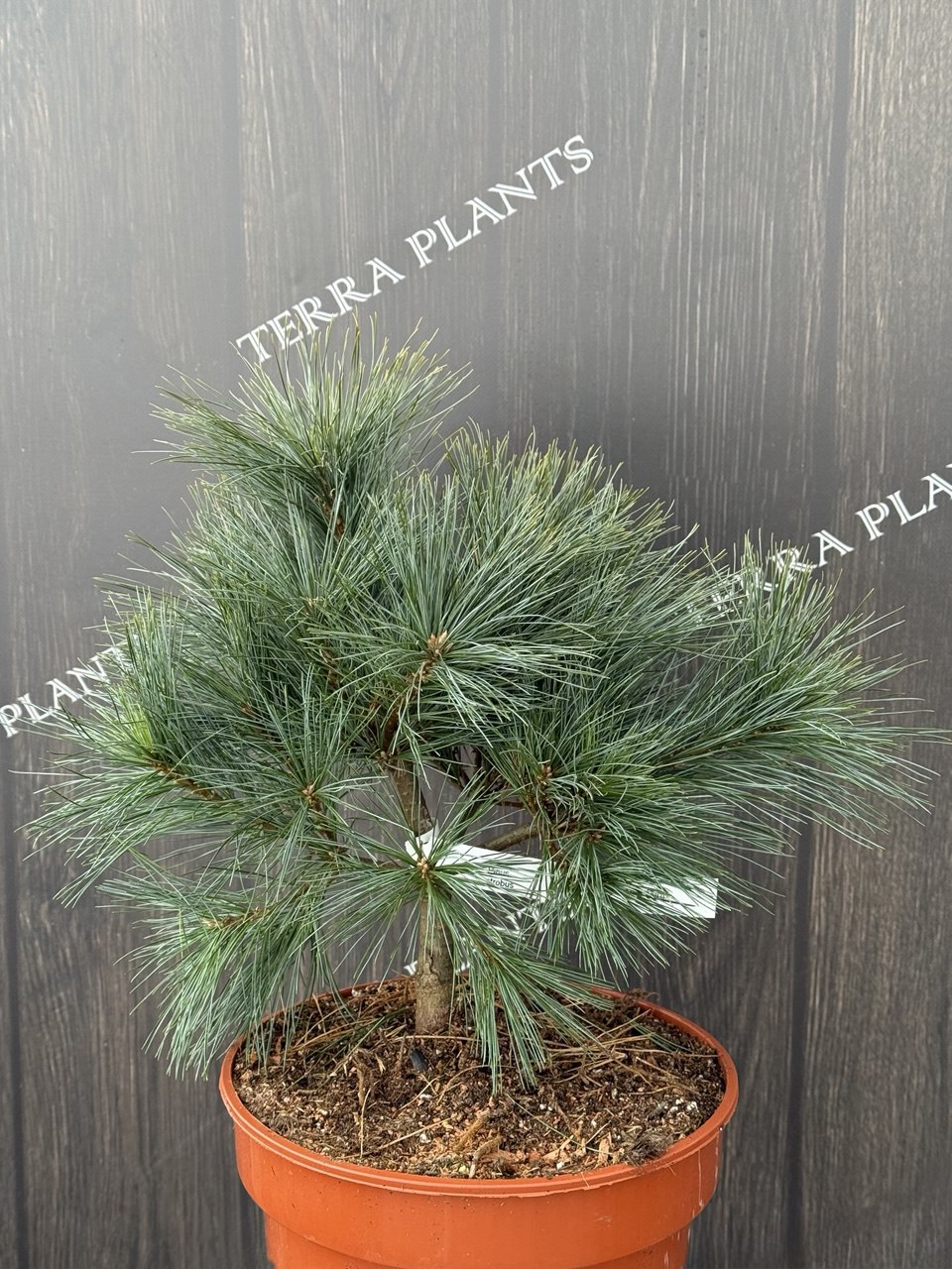 сосна Bergmams Mini.jpg1