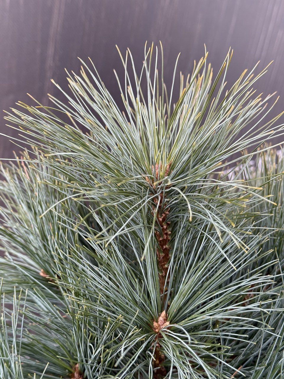 сосна Bergmams Mini.jpg4