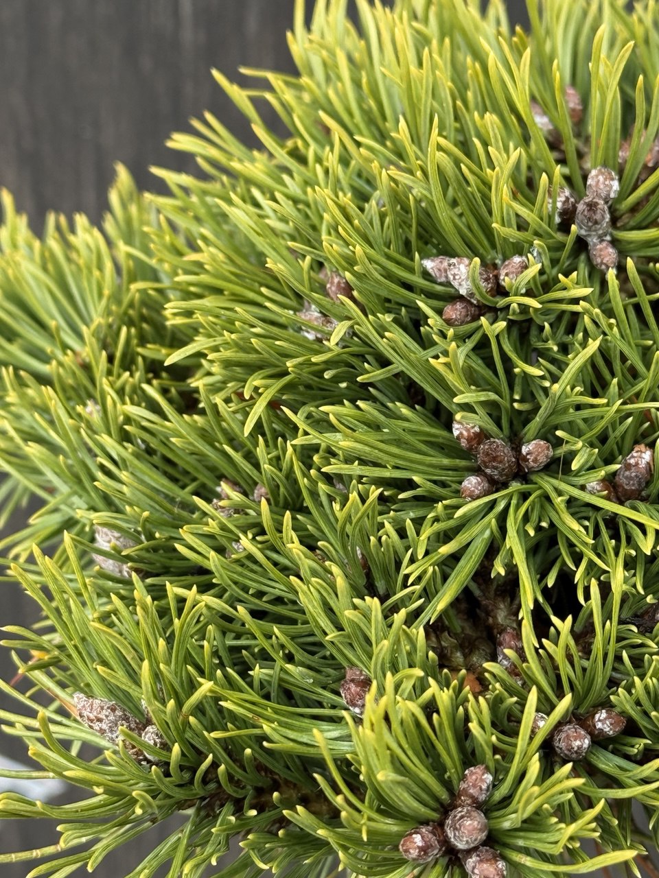 сосна Greune welle.jpg2