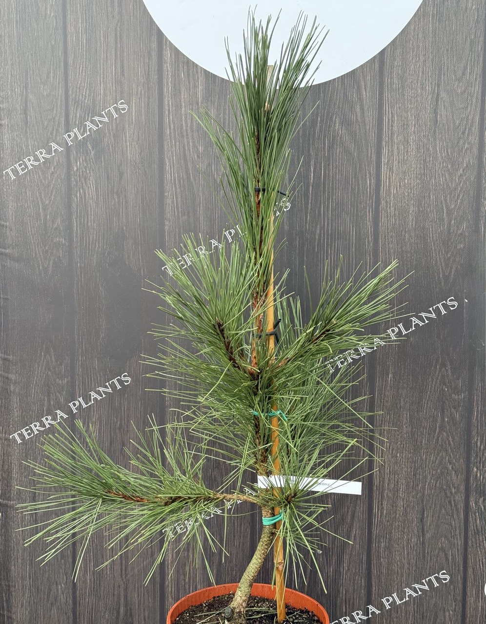 сосна Maritima.jpg1