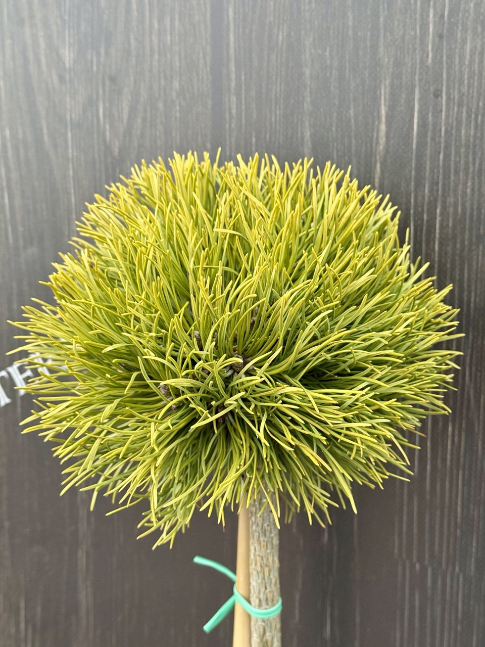 сосна Rysy.jpg1