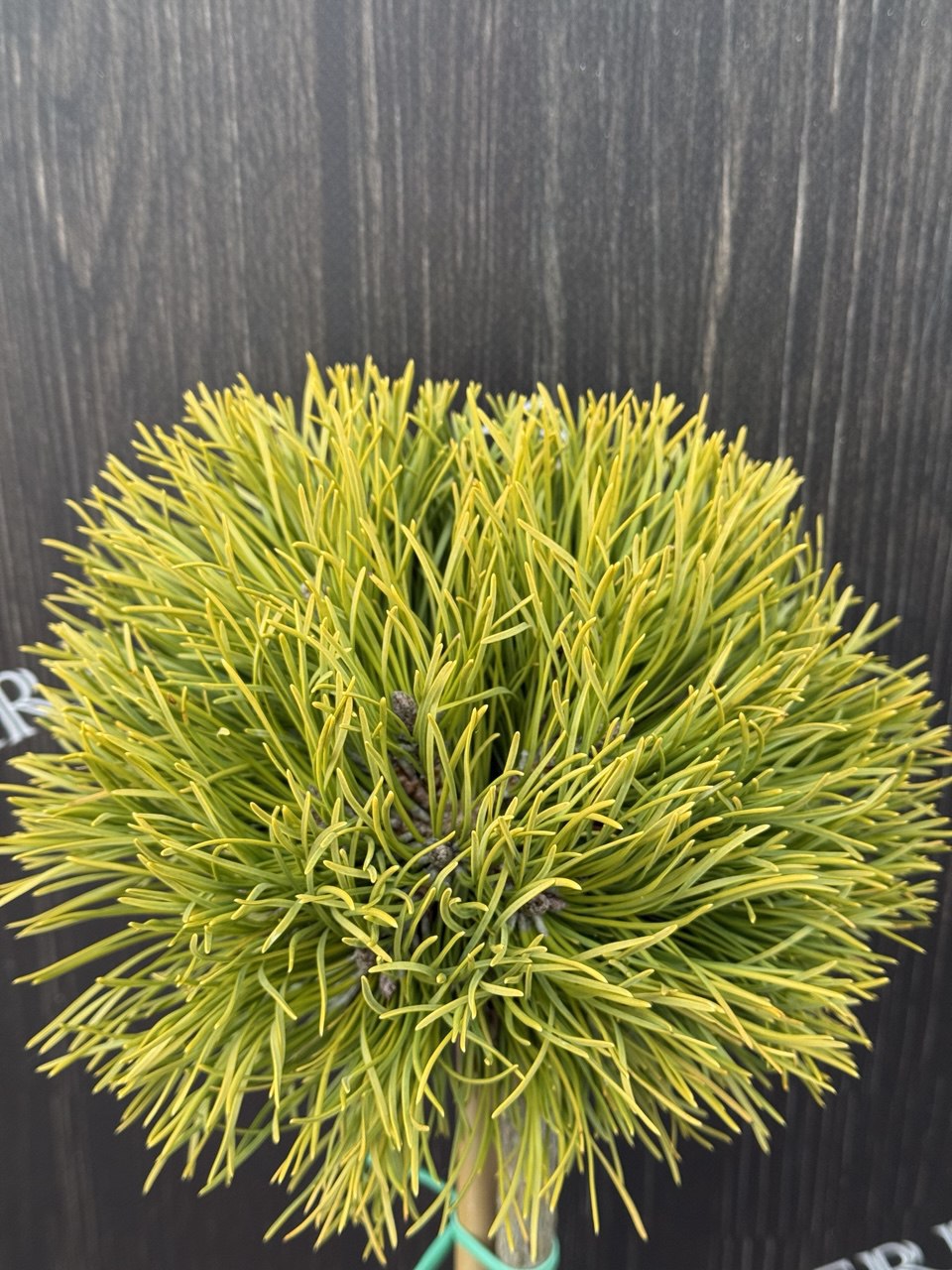 сосна Rysy.jpg2