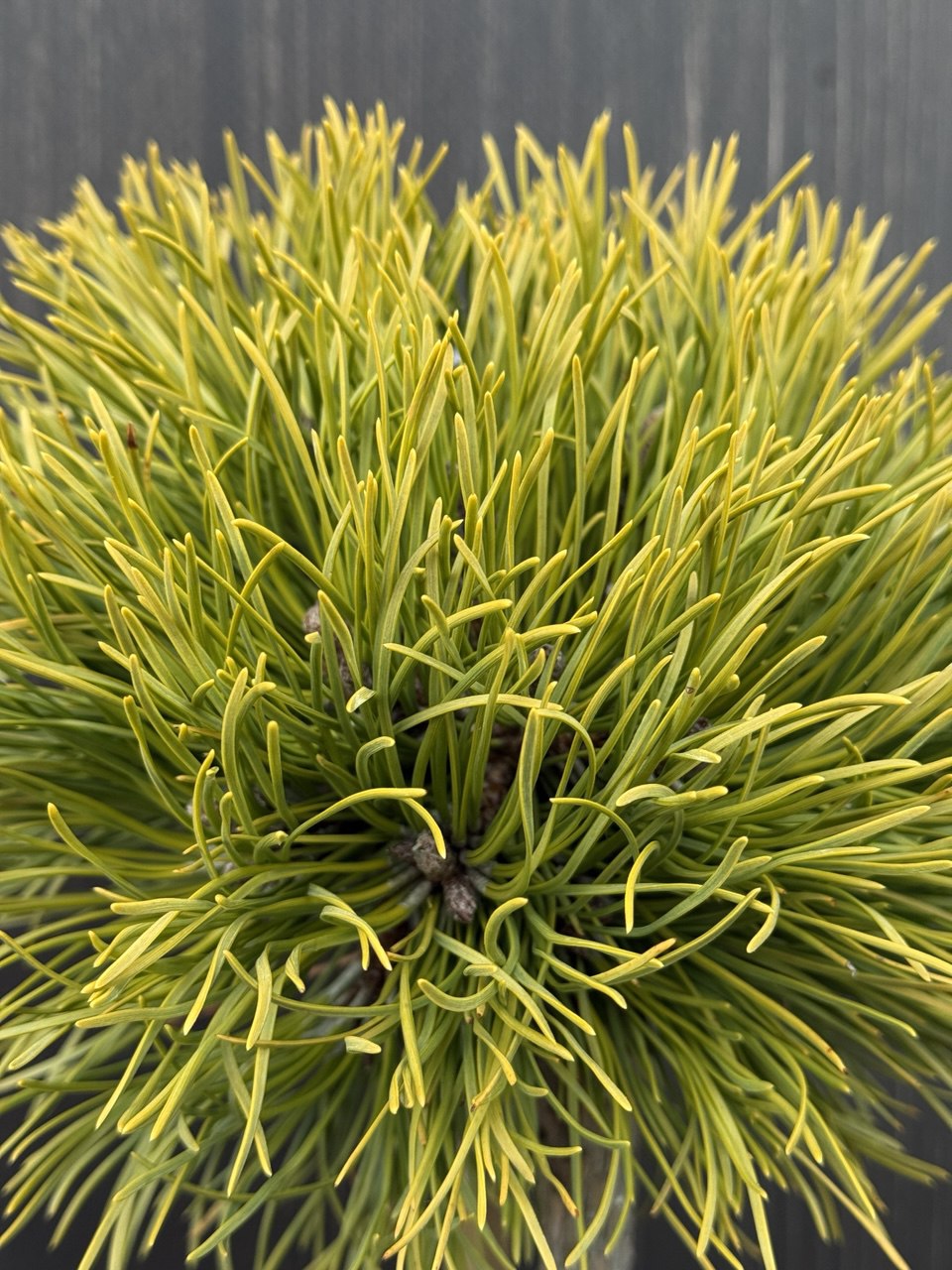 сосна Rysy.jpg3