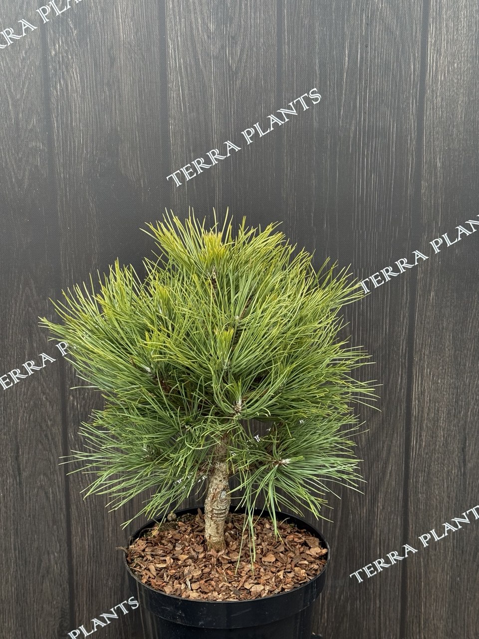 сосна Spielberg