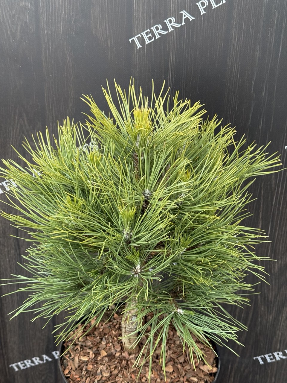 сосна Spielberg.jpg1