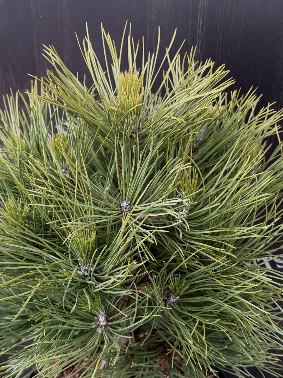 сосна Spielberg.jpg2