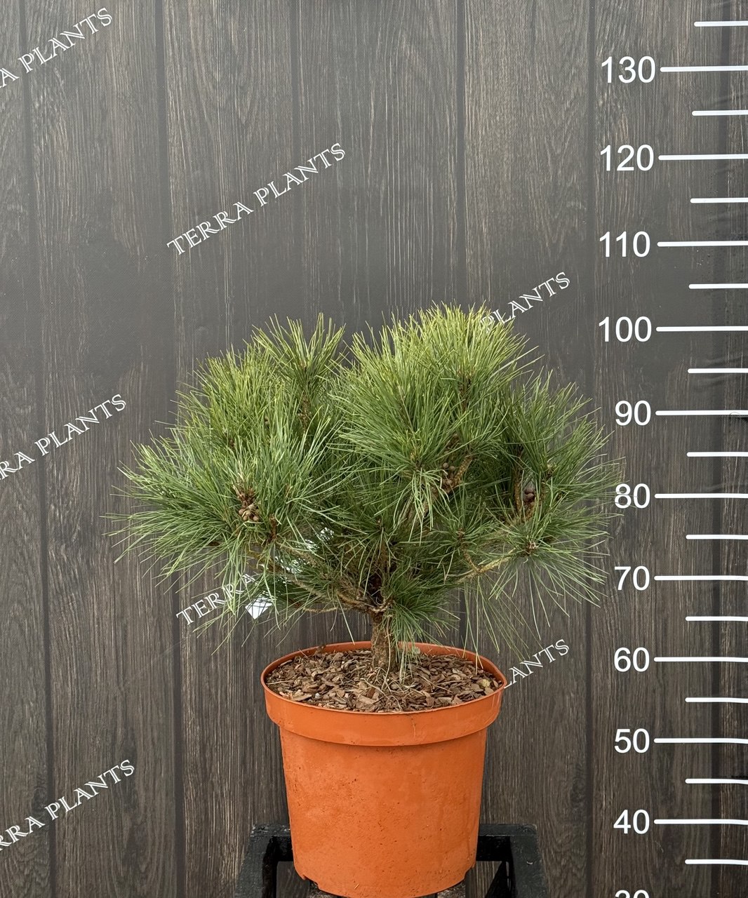 сосна heavy Bud