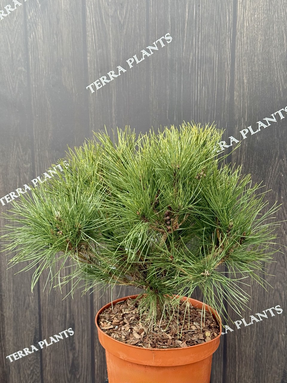 сосна heavy Bud.jpg1