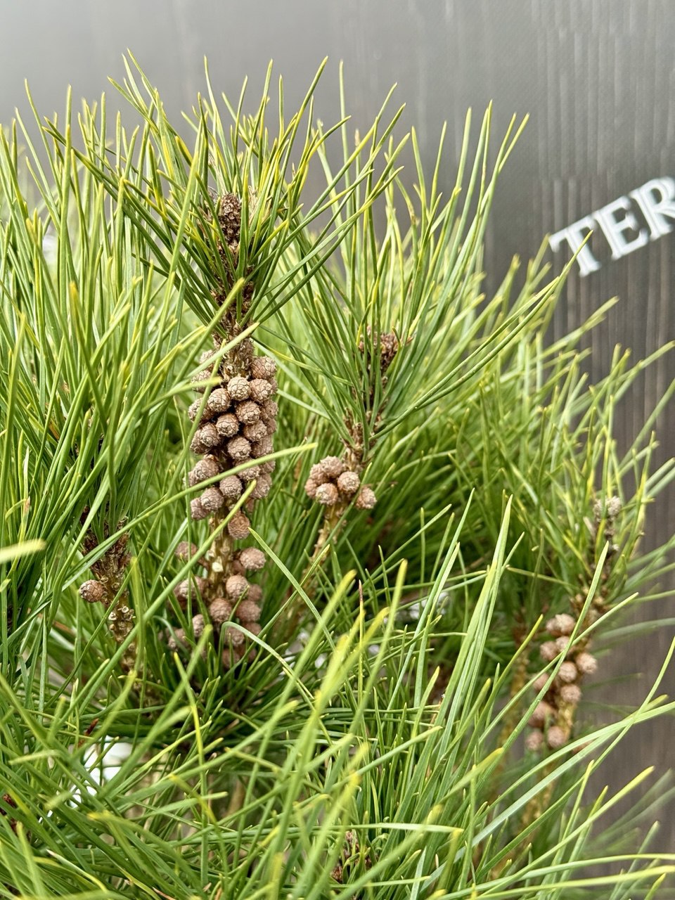 сосна heavy Bud.jpg2