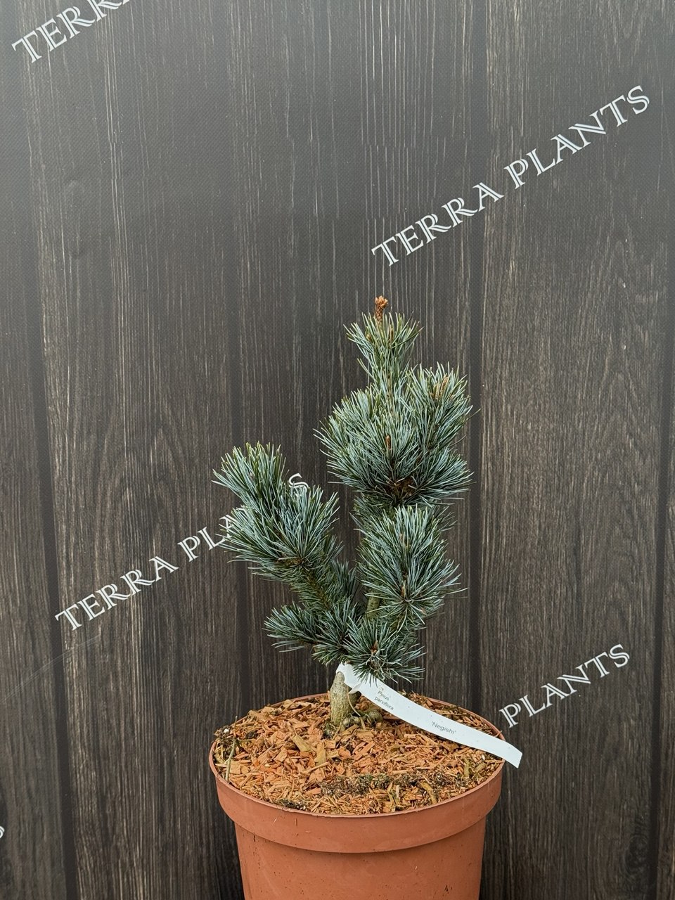 сосна negishi менша