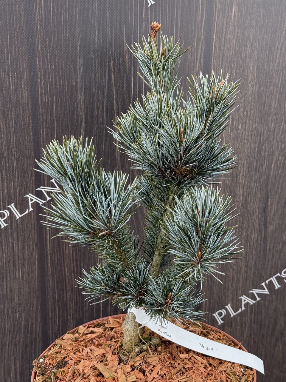 сосна negishi менша.jpg1
