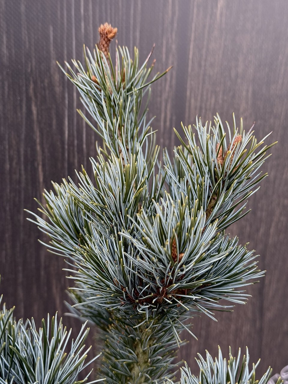 сосна negishi менша.jpg2