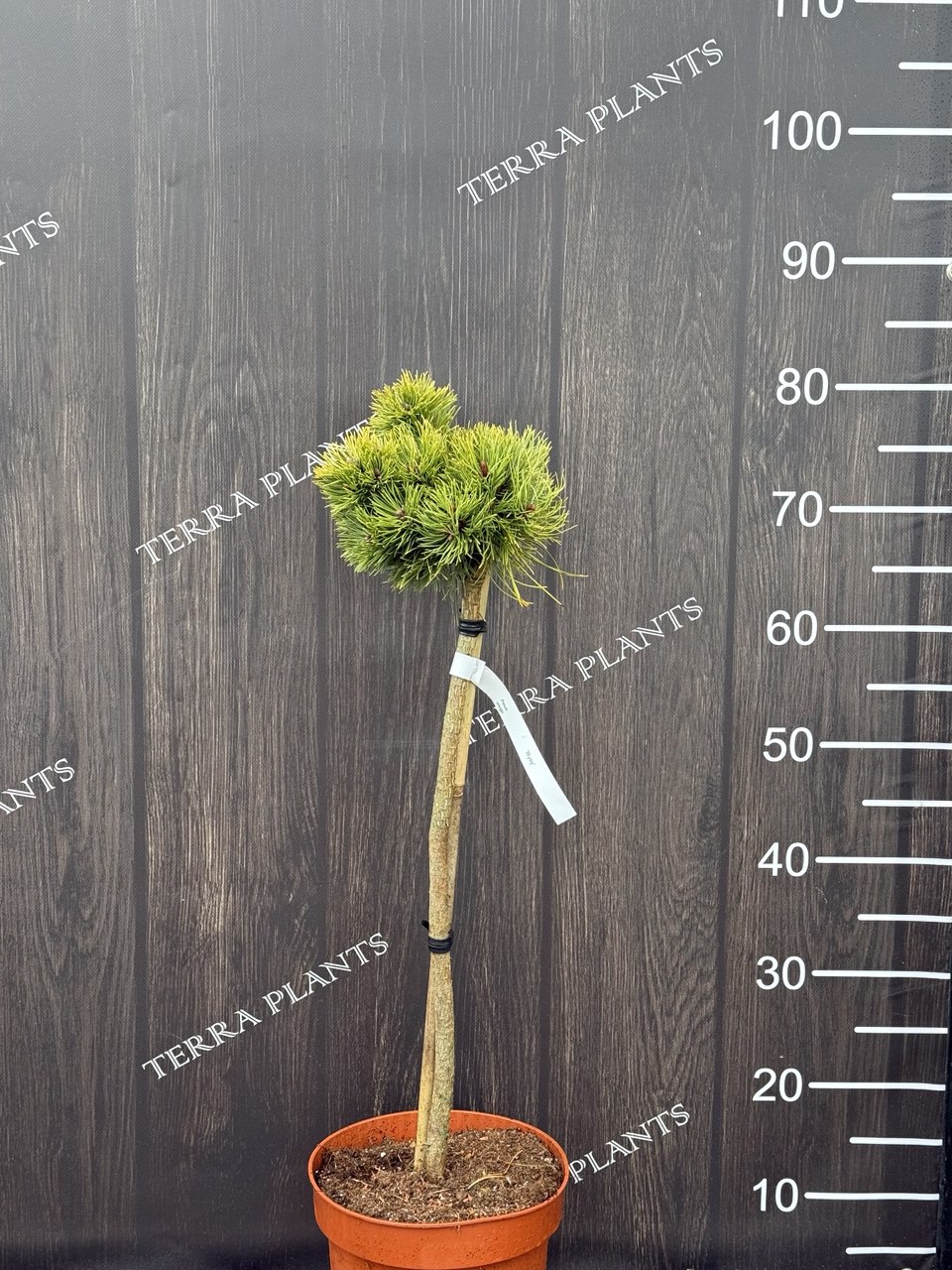 сосна штамбова mugo Rysy