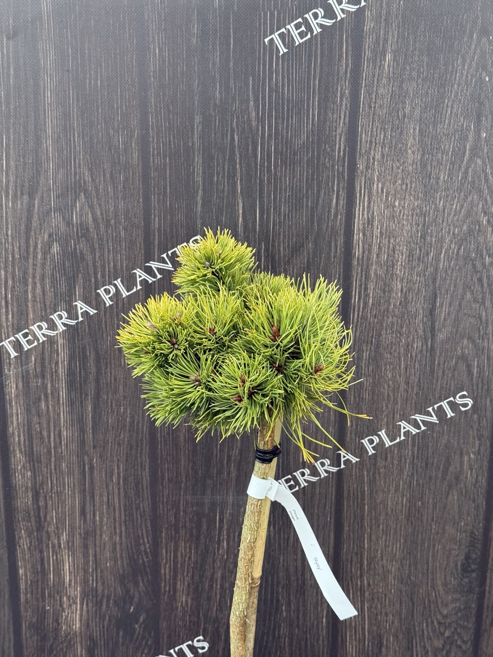 сосна штамбова mugo Rysy.jpg1