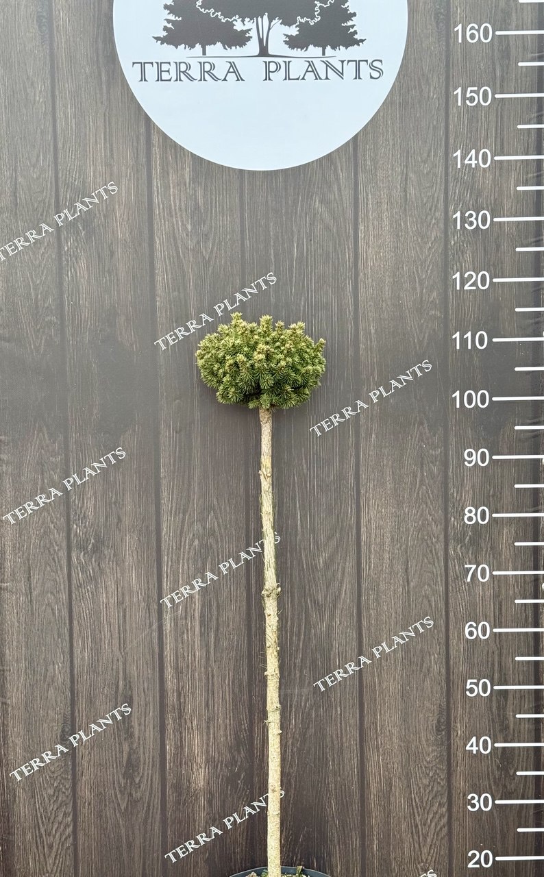 ялина Golden mike