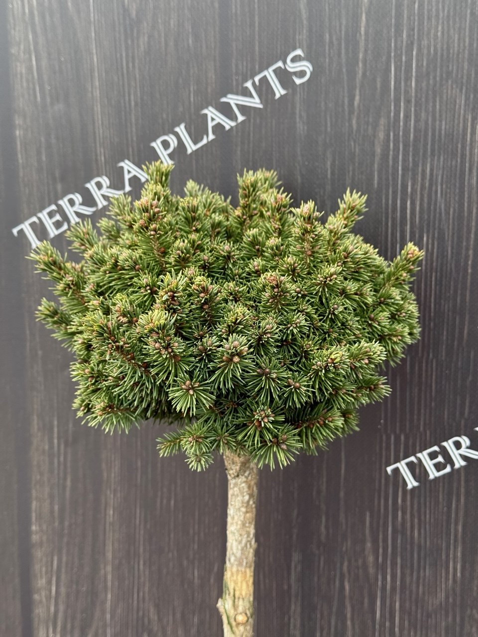 ялина Golden mike.jpg1