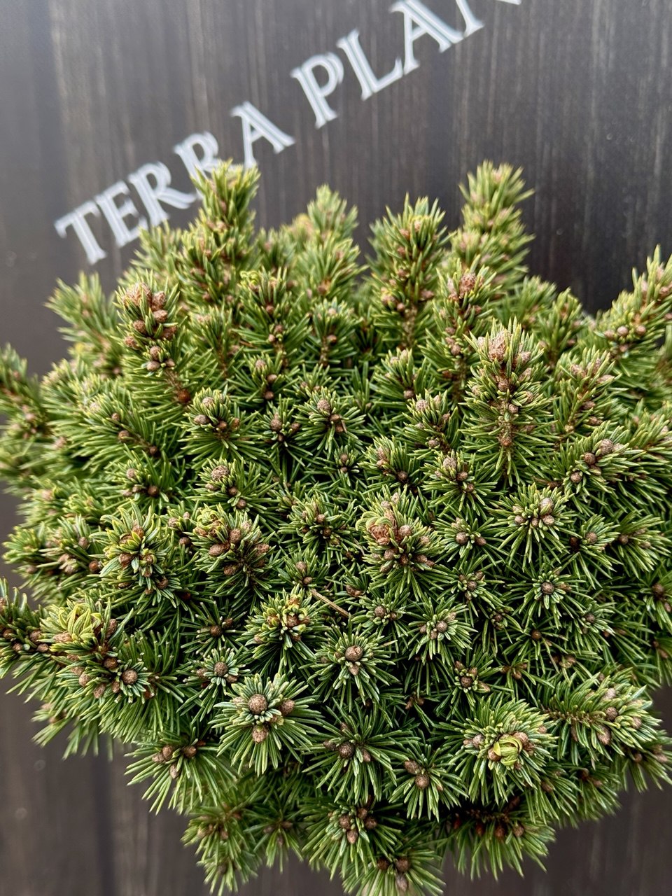 ялина Golden mike.jpg2