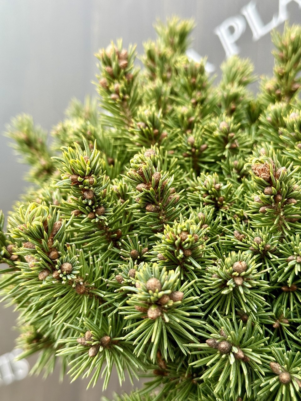 ялина Golden mike.jpg3