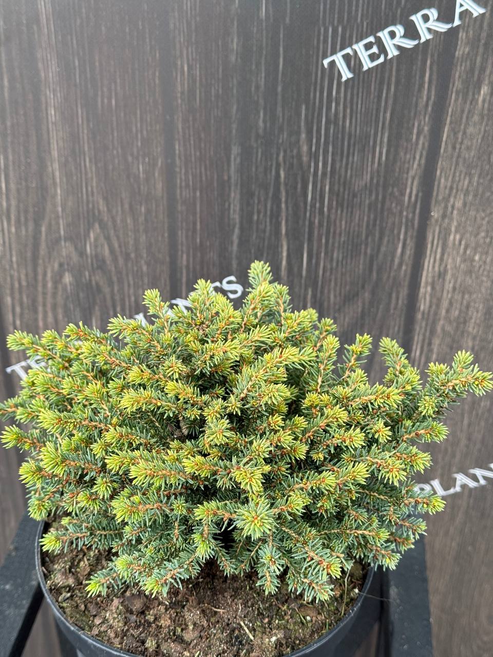 ялина Little Gem.jpg1