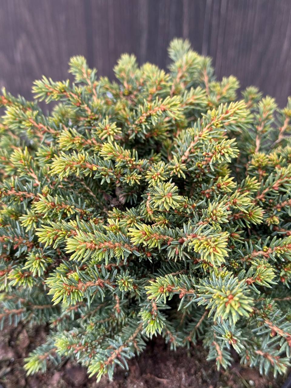 ялина Little Gem.jpg2