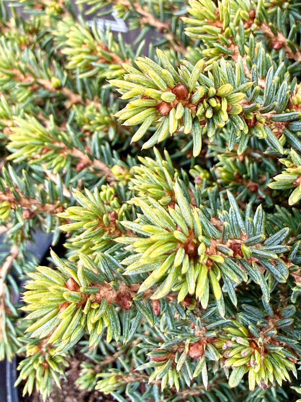 ялина Little Gem.jpg3