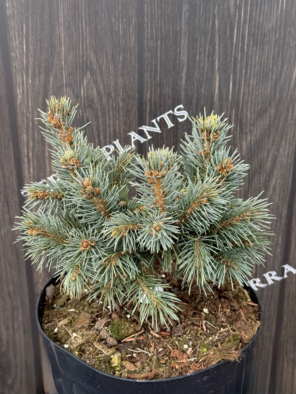 ялина Lobo.jpg1