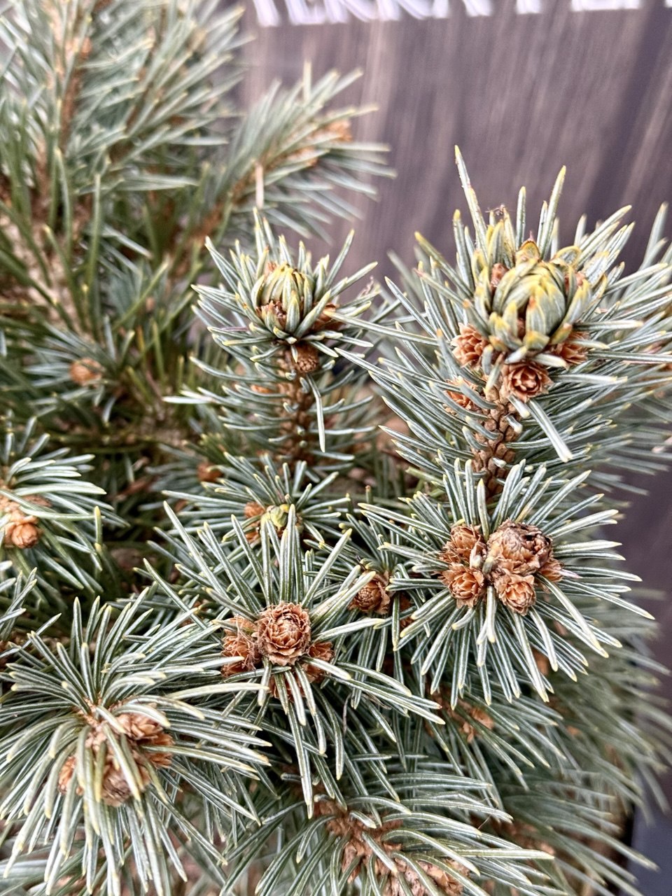 ялина Lobo.jpg2