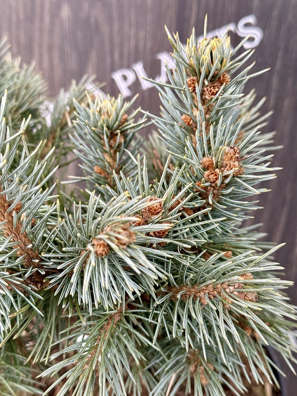 ялина Lobo.jpg3