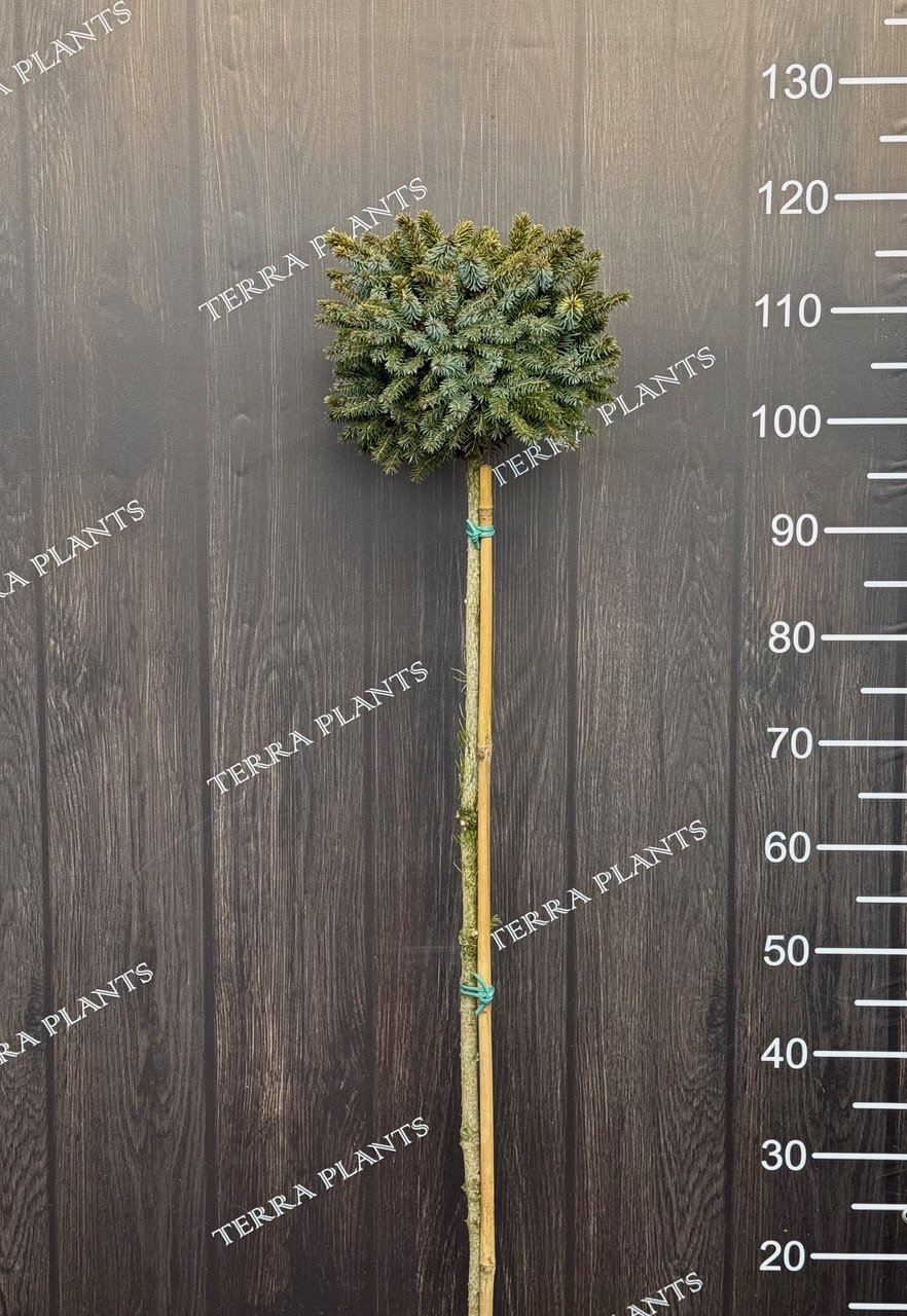 ялина Peve Tijn