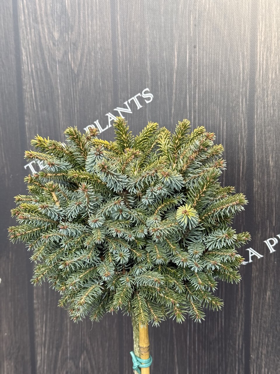 ялина Peve Tijn.jpg1