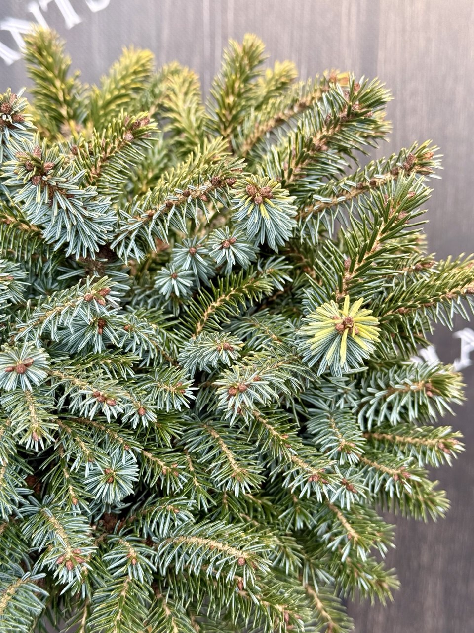 ялина Peve Tijn.jpg2