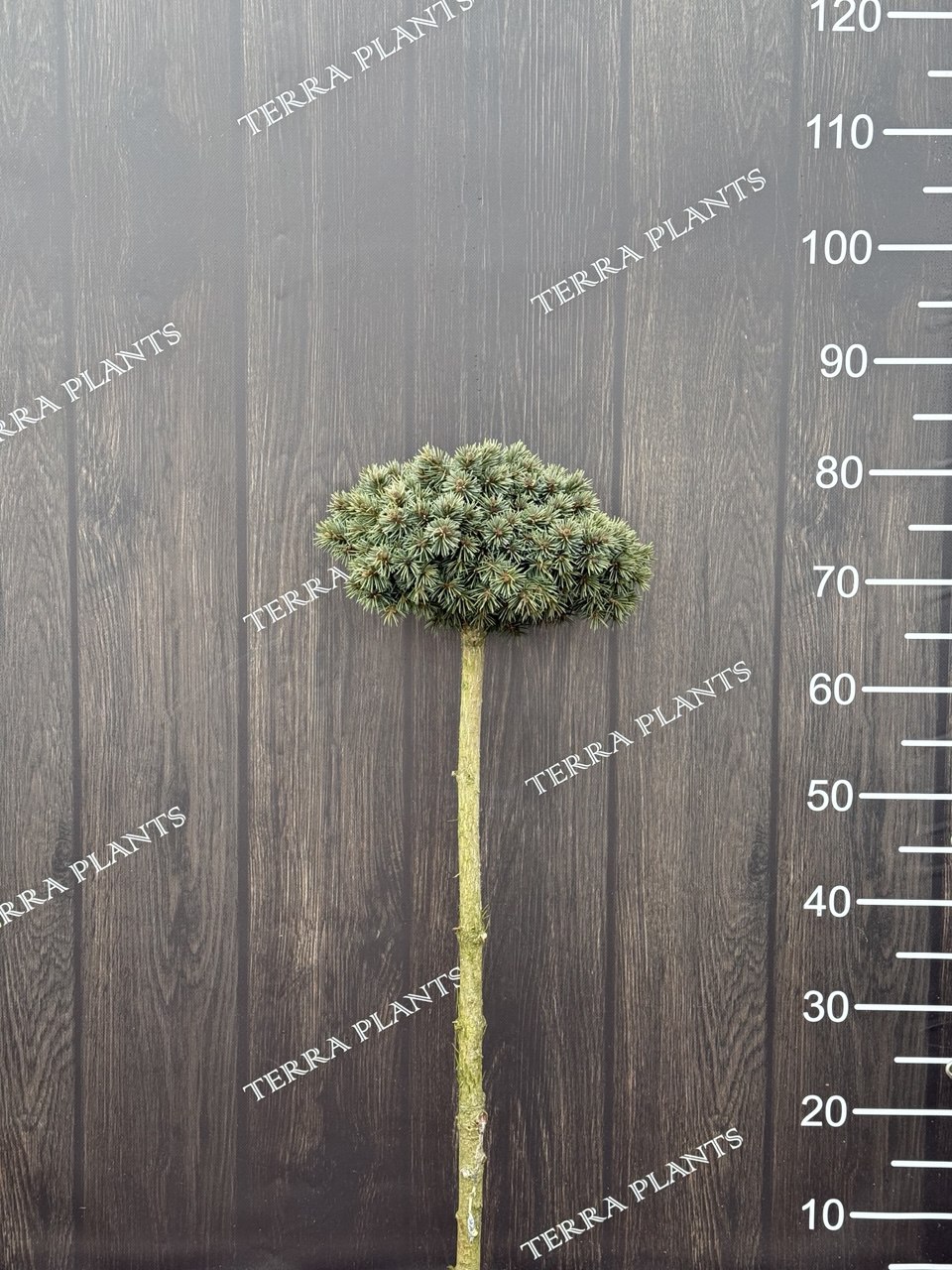 ялина Talbot Lake