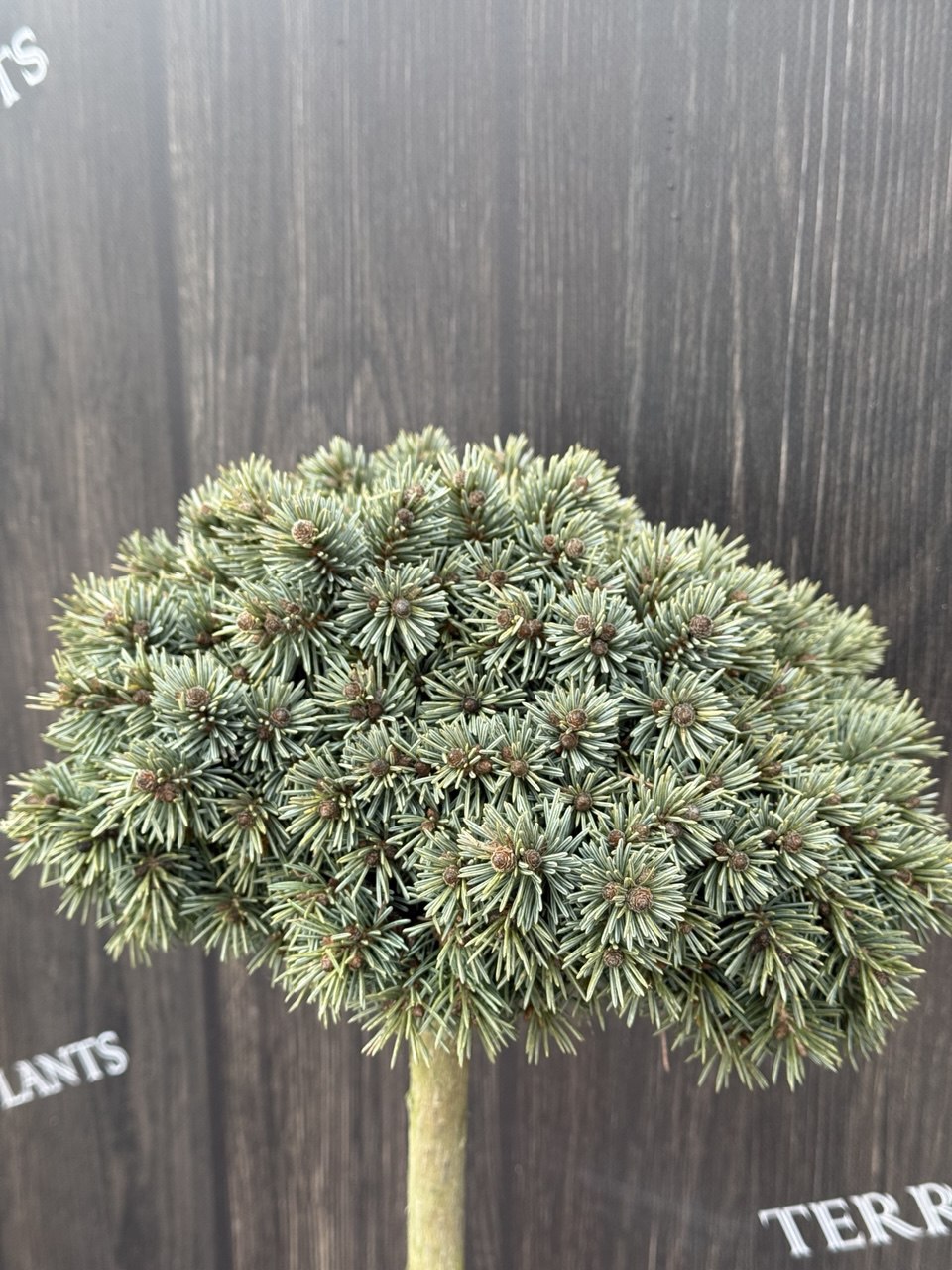 ялина Talbot Lake.jpg2