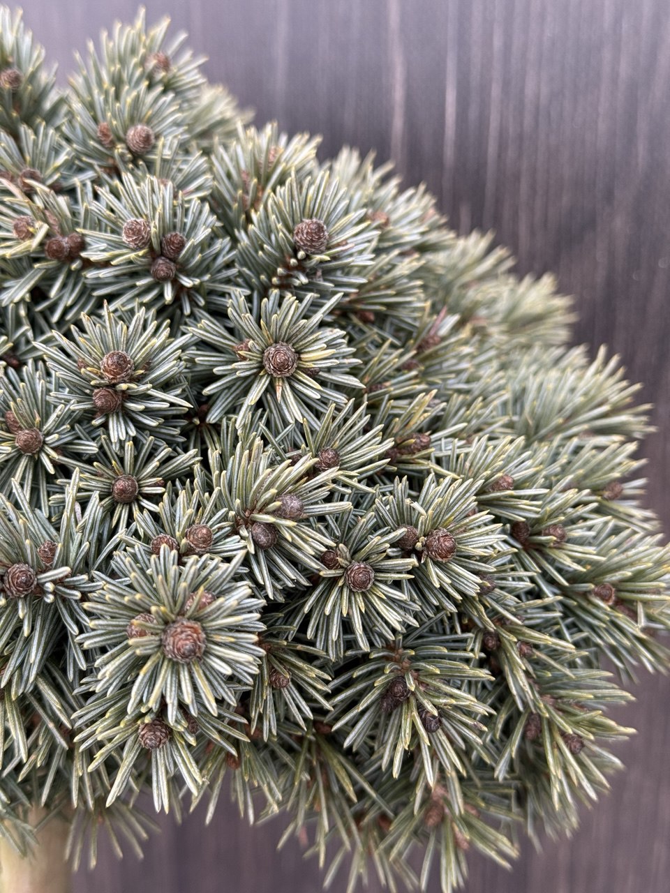 ялина Talbot Lake.jpg3