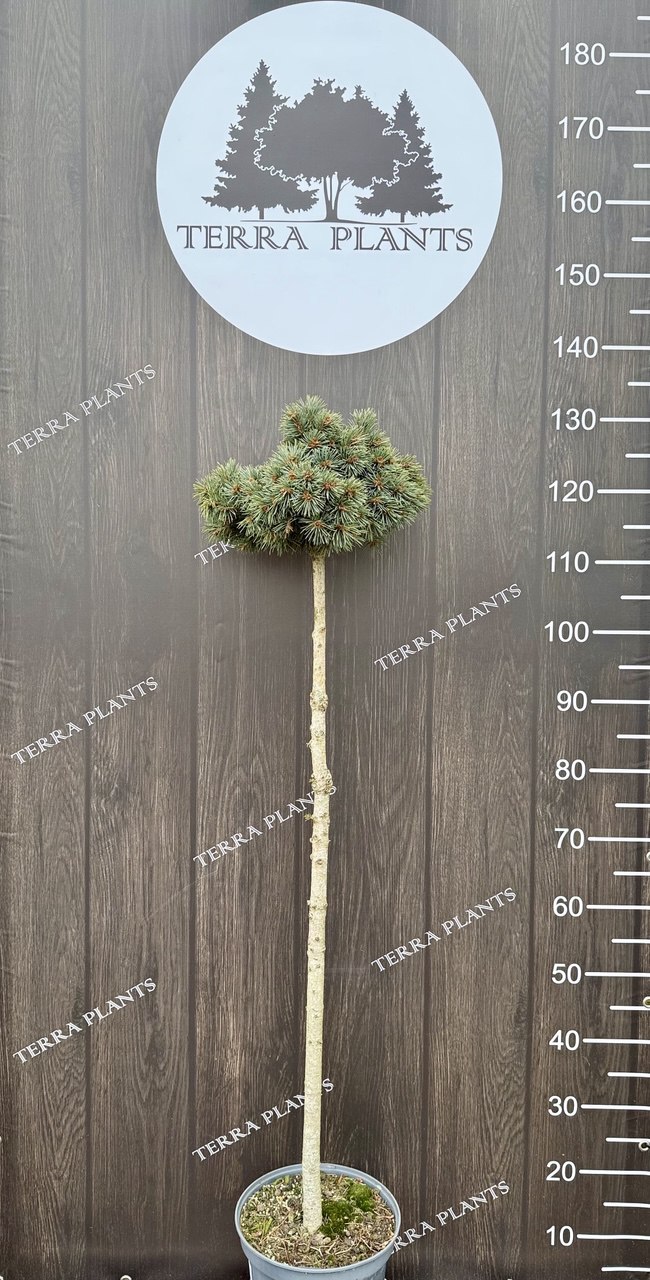 ялина штамбова Lobo