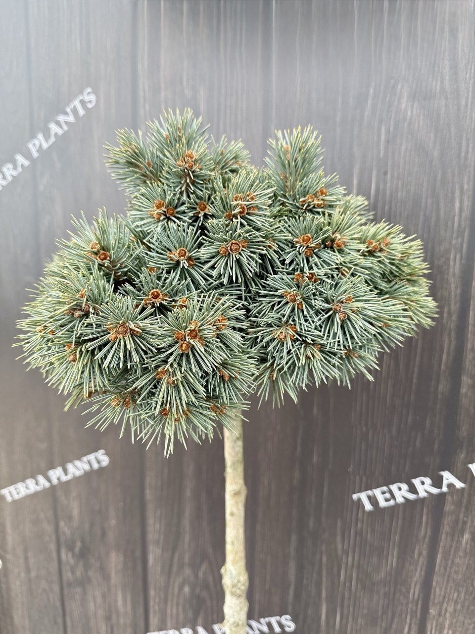 ялина штамбова Lobo.jpg 1