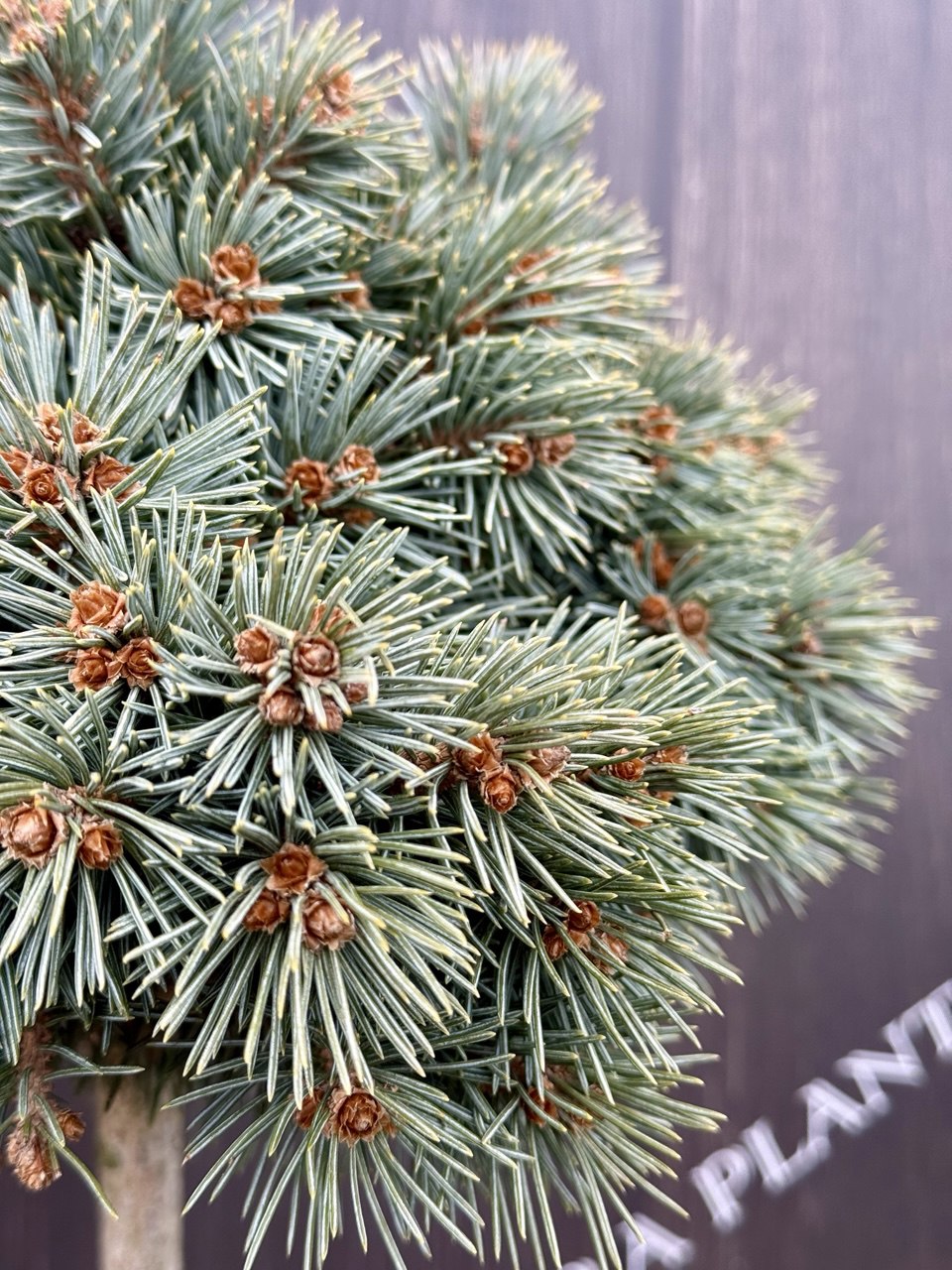 ялина штамбова Lobo.jpg 2