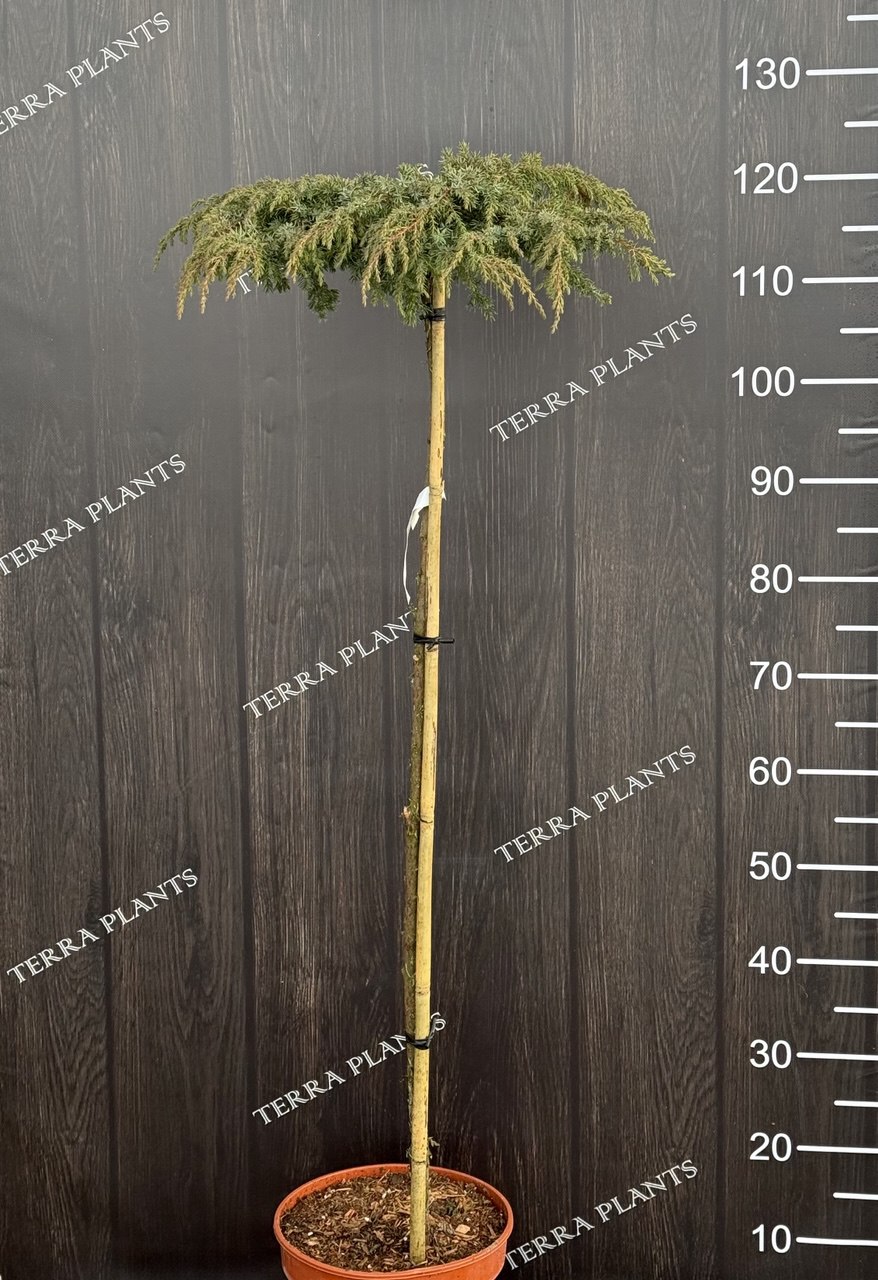 ялівець Green Carpet