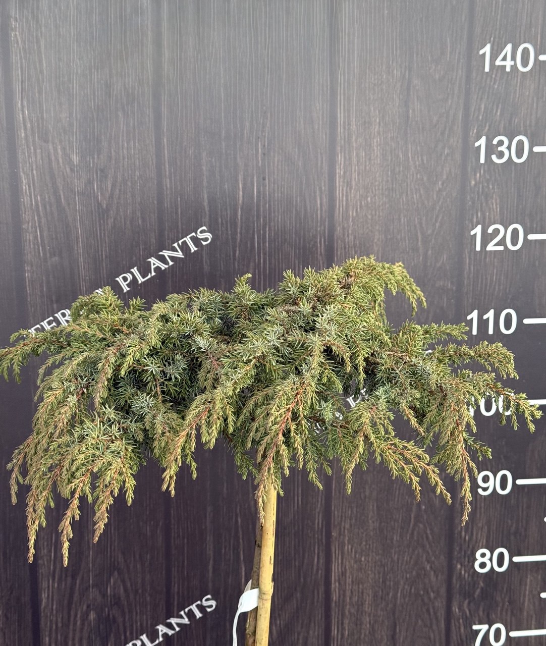 ялівець Green Carpet.jpg1