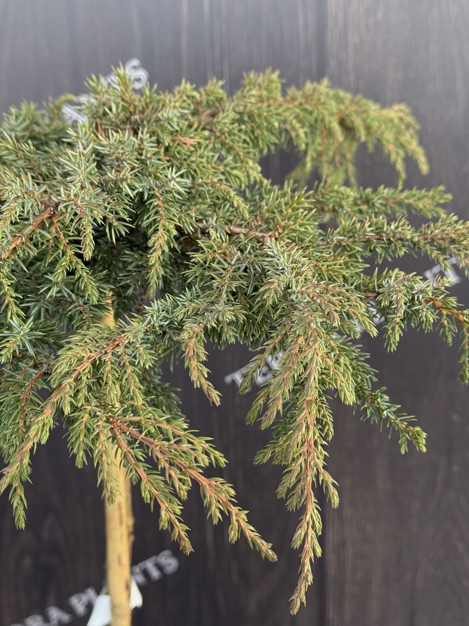 ялівець Green Carpet.jpg2