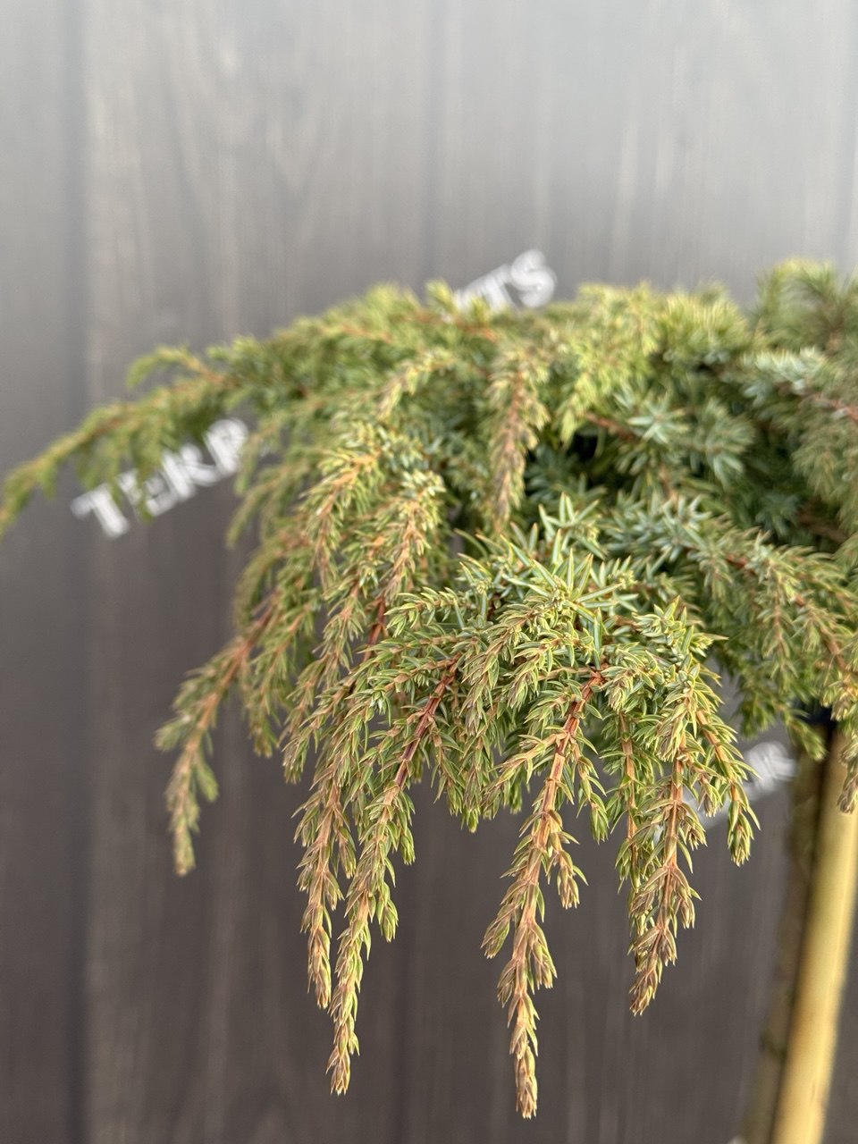 ялівець Green Carpet.jpg3